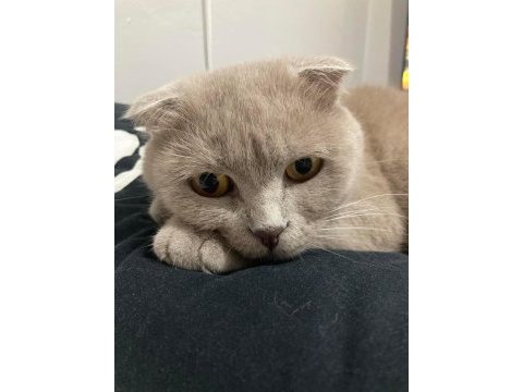 3 yaşında scottish fold kısır kedime yuva arıyorum