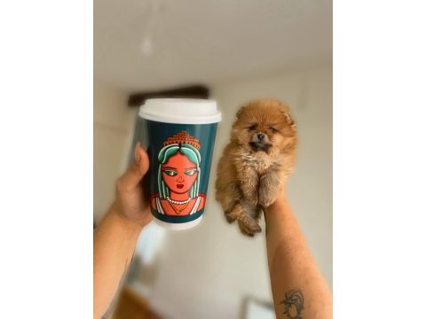 Irk ve sağlık garantili pomeranian boo yavrular