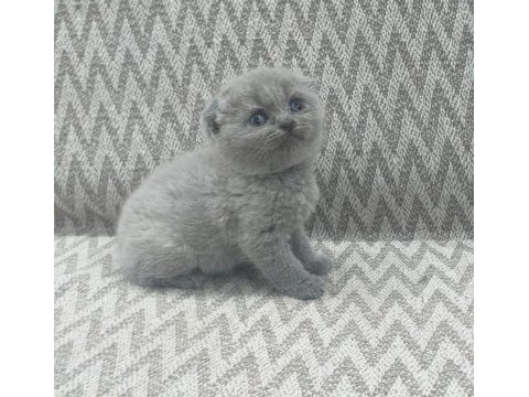 Scottish fold yavruları
