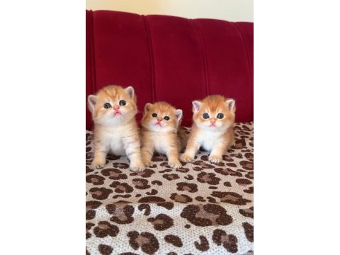 Safkan british shorthair golden bebekler