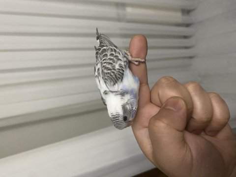 Alıştırmalık konuşturmalık muhabbet kuşu
