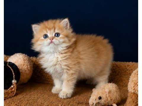 Show kalite british longhair golden