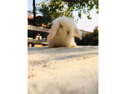 Hollanda lop teddy tavşan yavrular adrese teslim vardır