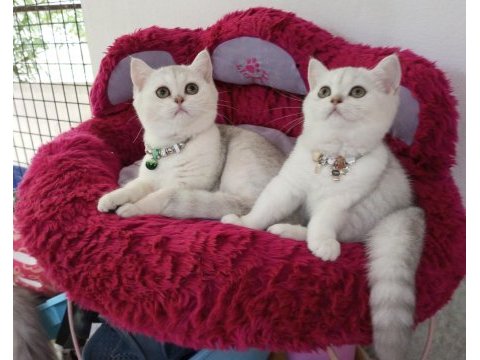 Safkan şecereli anne babadan yavru kediler