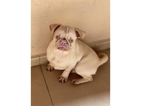 Egzotik pink pug mops