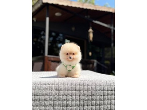Süper kalite pomeranian boo