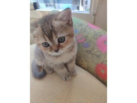 Golden tabby 2 aylık yavru kedimiz