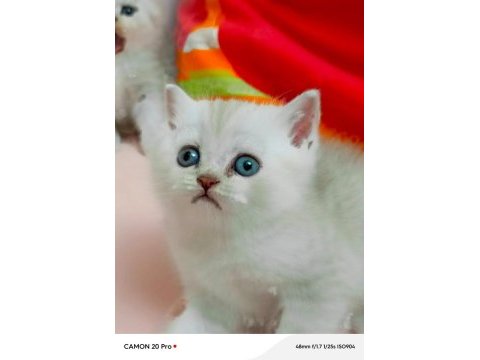 British shorthair erkek bebek