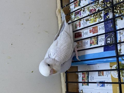 Yavru muhabbet kuşu beyaz erkek