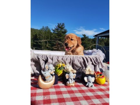 Baby face safkan golden retriever yavruları