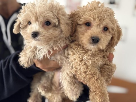 Ankarada wc eğitimli maltipoo yavrularımız