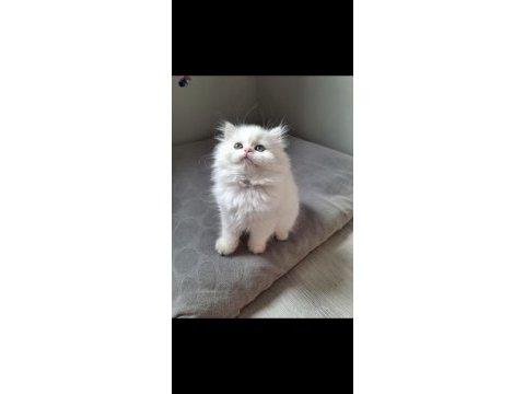 British longhair by12 dişi