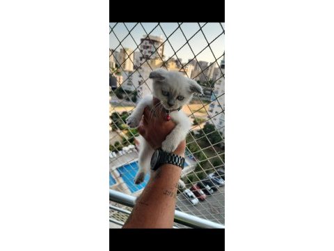 British blue point mavi göz ve scottish fold düşük kulak