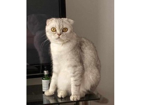 Çok acil sahiplendirmem lazım scottish fold