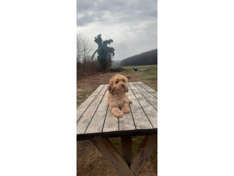 Poodle görünümlü maltipoo yavrumuz