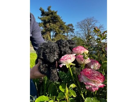 Toy poodle yavrular