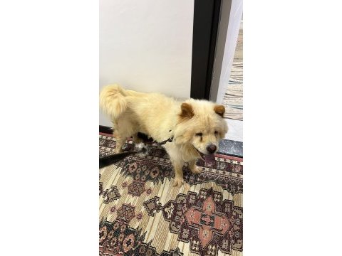2 yaşında çin aslanı kızımızı sahiplendiriyoruz