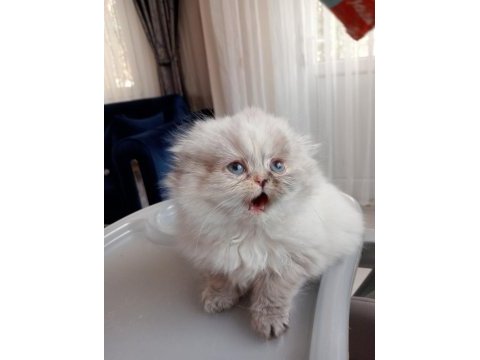Scottish fold longhair