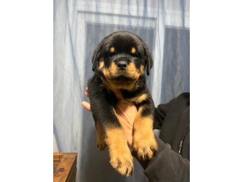 Dünya şampiyonu torunları rottweiler yavrular