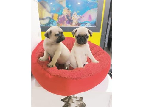 A kalite pug mobs yavrular