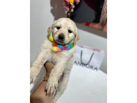 A kalite golden retriever yavrular