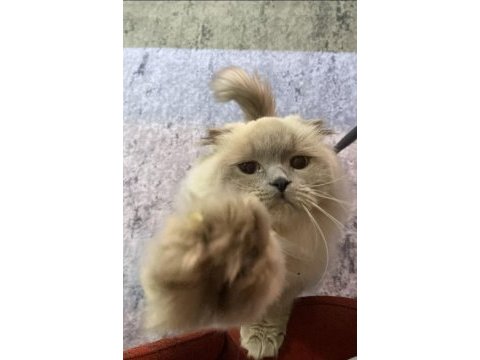 Blue point british longhair cinsi