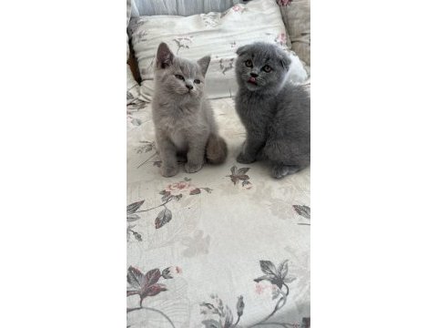 Scottish fold