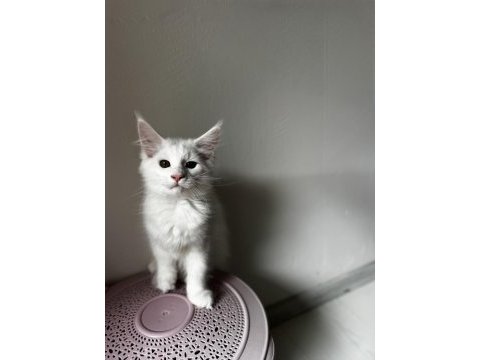 Muhteşem görünümlü beyaz maine coon