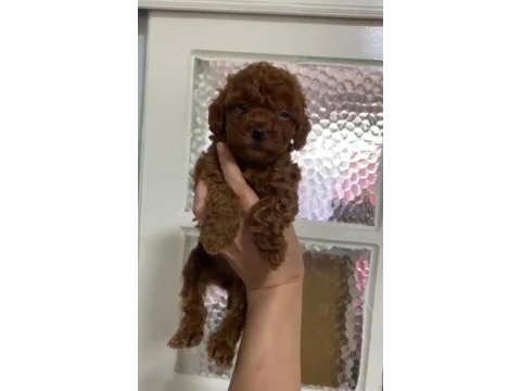 Annesinin yanında büyüyen poodle bebeğim