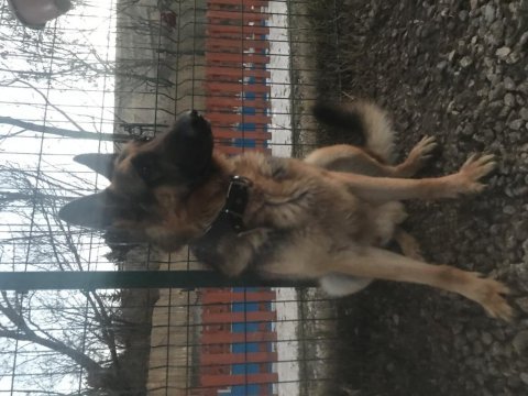 3 yaşındaki alman kurdu oğlumu sahiplendiriyorum