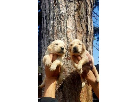 Golden bebekler retriever