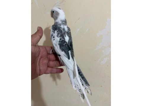 Tek kelimeyle kusursuz full evcil wf erkek sultan