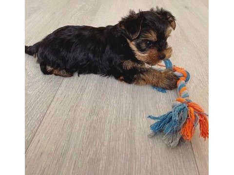 Minnoş yavru köpekler