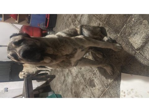Dev kangal yavrular rezerveye açıktır