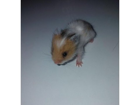 Suriye hamster