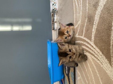 Kedilerimize yeni yuva arıyoruz