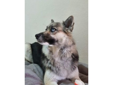 Köpeğimiz maya kızımızı mecburen sahiplendiriyoruz