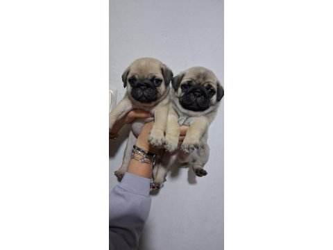 Pug mops bebekler