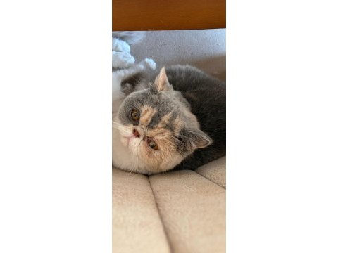 Exotic anne ve oğlu sahiplendirilecektir