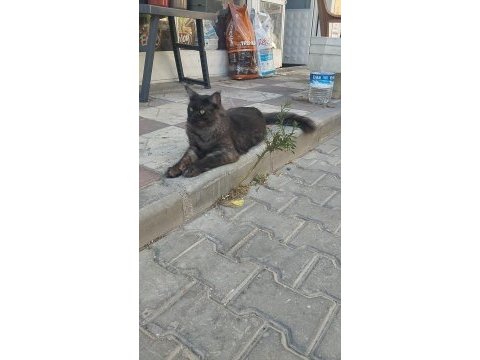 18 aylık safkan çipli erkek maine coon