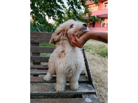 Orjinal maltipoo yavruları