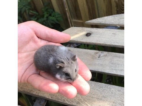Campbells dwarf hamster yavrularım yeni evini arıyor