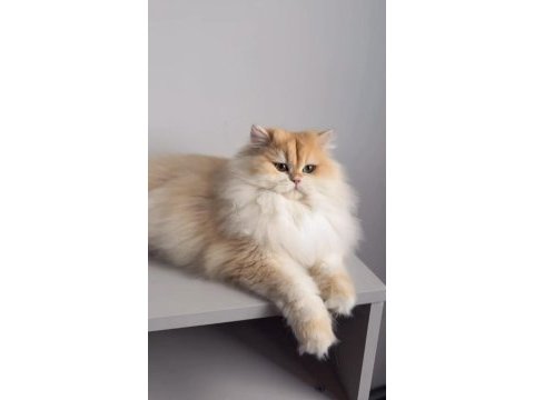 British longhair 1,5 yaşında ny12 dişi