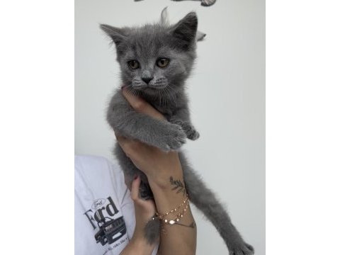 Yavru british shorthair