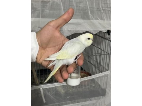 Renk güzelleri ele alışık rainbow muhabbet kuşu bebekler
