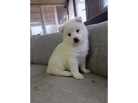 Samoyed yavrularımız