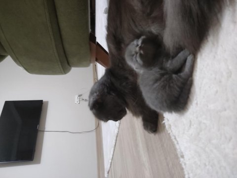 Dişi scottish longhair ücretsiz