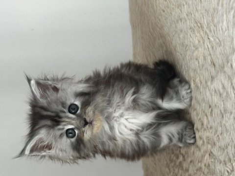 Tablo gibi güzel bir kız saf kan maine coon