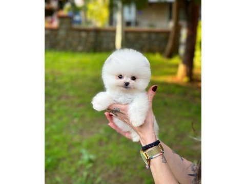 Teddy bear / teacup pomeranian bebekler
