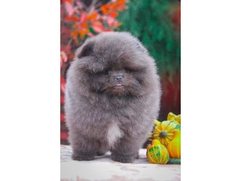 Şampiyon kan hattı pomeranian şecereli